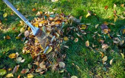 Fall & Spring Clean Ups